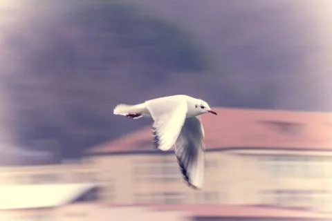 White bird in flight. Stock Photos