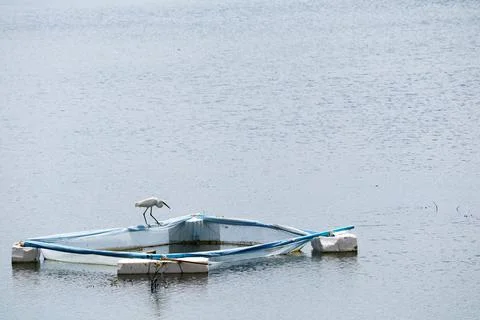 White Bird on Floating Structure in Calm Water Under Clear Sky Stock Photos