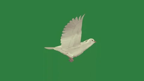 A white bird flying in the air isolated on green screen background Vidéo 336969484
