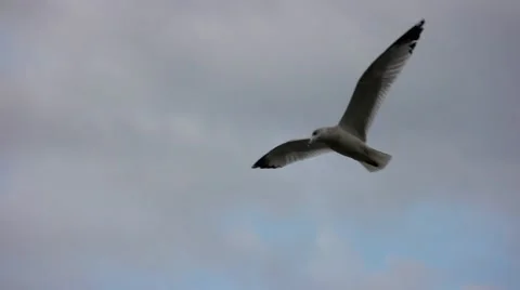 White bird flying close up in slow motion Stock Footage 55904091