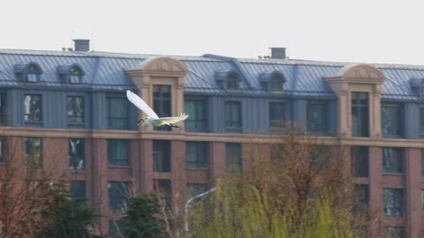 White Bird Flying Over Bare Trees Near Modern Residential Buildings 库存影片 334706281