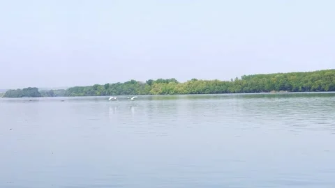 White Bird Flying Over Calm River Near Forest Shoreline Vídeos de archivo 334678397