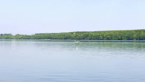White Bird Flying Over Calm River Near Forest Shoreline 스톡 동영상 334678480