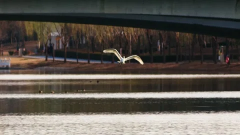 White Bird Flying Over Calm Lake Under Concrete Bridge Vídeos de archivo 334707515