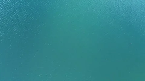 White bird flying over emerald water Stock Footage 263983487