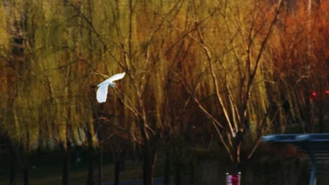 White Bird Flying Over Park Bench With Red Lanterns Vídeos de archivo 334707126
