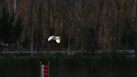 White Bird Flying Over Road with Car and Trees 库存影片 334707187