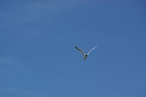 A WHITE BIRD FLYING Stock Photos