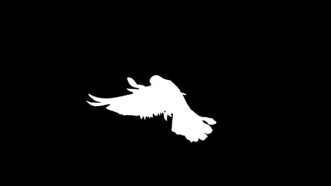 White bird flying slow motion on black background. 스톡 동영상 337470502