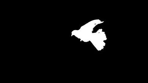 White bird flying slow motion on black background. Stock Footage 337470503