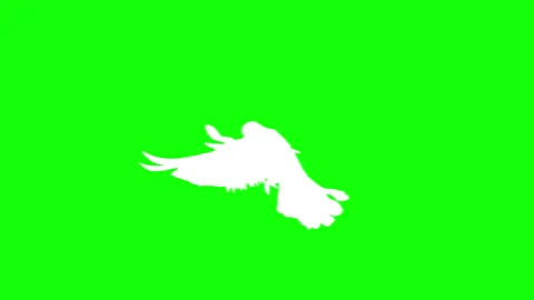 White bird flying slow motion on green background. Stock Footage 337470506