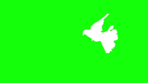 White bird flying slow motion on green background. Stock Footage 337470507