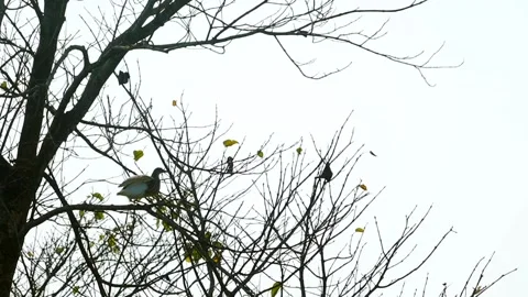 White Bird Flying Through Bare Tree Branches Against Clear Sky Video stock 327608718
