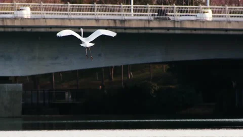 White Bird Flying Under Concrete Bridge Over Water Vidéo 334707338