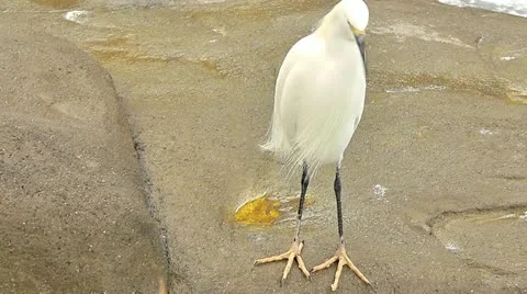 White bird Stock Footage 10833129