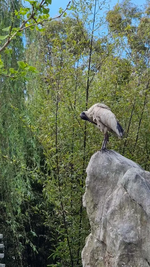 White bird Stock Footage 251294739