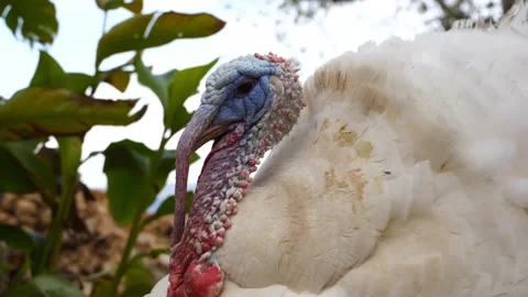 White bird Stock-Footage 270817342