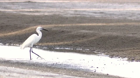 White bird garzetta Stock Footage 122248900