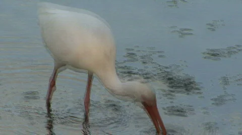 White Bird In Lake 02 Stock Footage