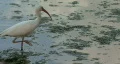 White Bird In Lake 03 HD Footage