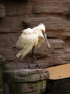 White bird with large beak Stock Photos