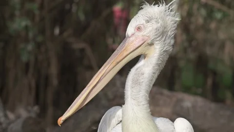 A white bird with a long beak is standing in a forest Stock Footage 293679137