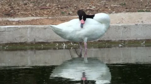 White bird with long black neck Vidéo 10725368