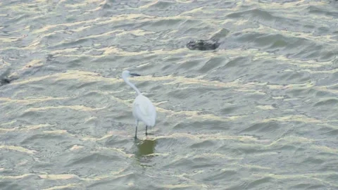 A white bird looking for prey in the water. Stock Footage 232830341