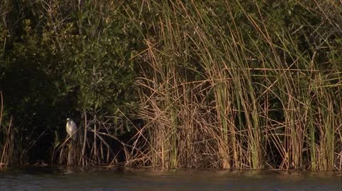 White bird in marshes Stock Footage 12761421