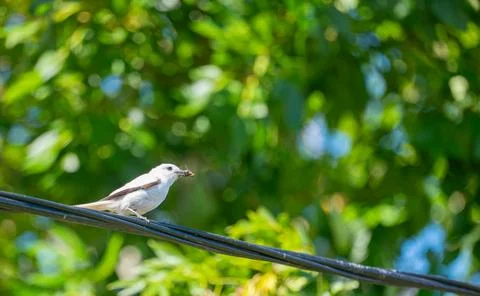 White Bird Perched on Cable with Insect Prey in Beak Stock Photos