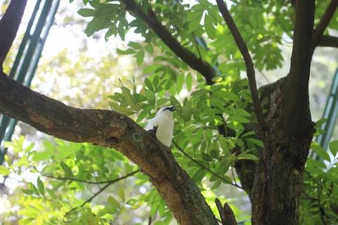 White bird perched on a thick tree branch with lush green leaves and sunlight Stock Photos