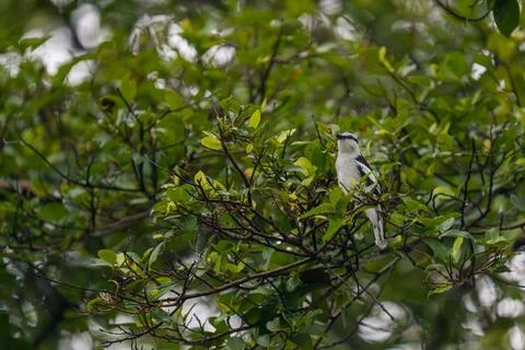 White bird perches on leafy tree branch Stock Photos