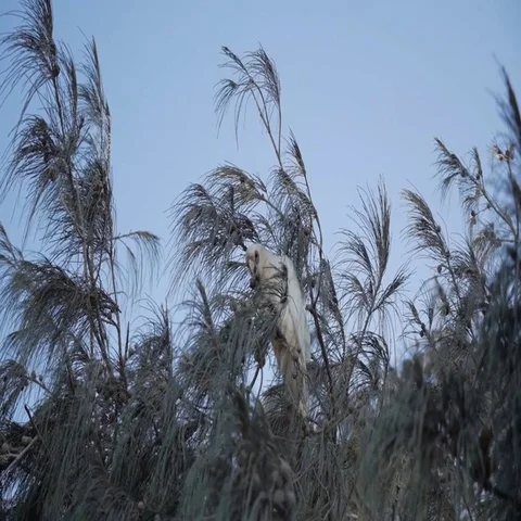 White bird perching on tree branch in Australia Stock Footage 69493470