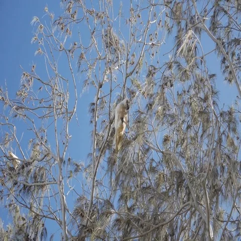 White bird perching on tree branch in Australia Stock Footage 69493749