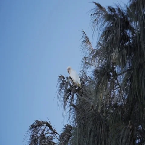 White bird perching on tree branch in Australia Stock Footage 69493809