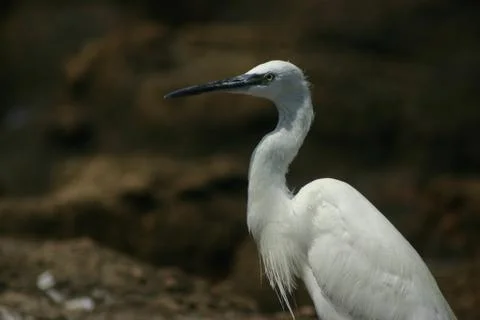 White bird 스톡 사진