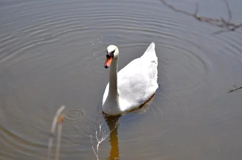 White bird Stock Photos
