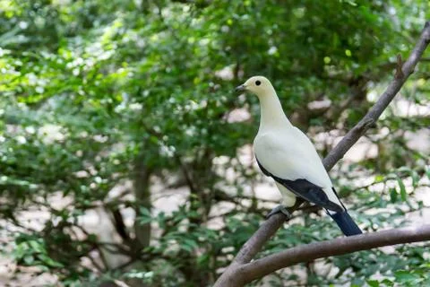 White Bird Stock Photos