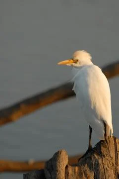 White Bird Foto stock