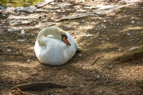 White bird Stock Photos