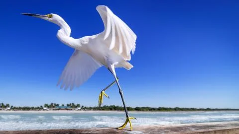 White bird Stock Photos