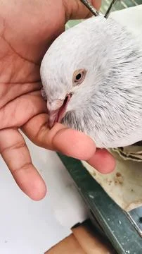 White Bird 库存照片