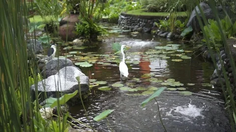 White bird in a pond on Bali Stock Footage 86482565