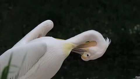 White bird preening near water in a natural habitat during the day in a park Stock Footage 329053476