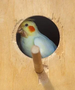 White bird with a red beak is sitting in a birdhouse Stock Photos