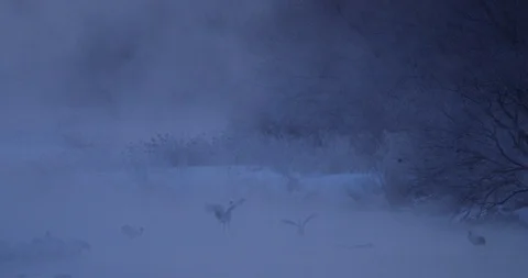 White bird Red-crowned crane, Grus japonensis, with snow storm and morning fog. Stock Footage 86595391