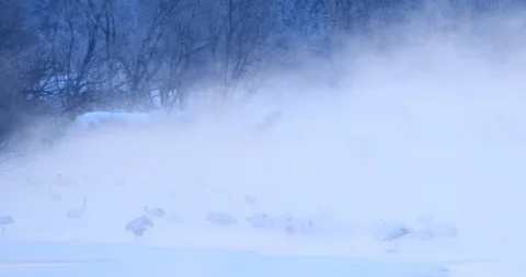 White bird Red-crowned crane, Grus japonensis, with snow storm and morning fog. Stock Footage 86595927