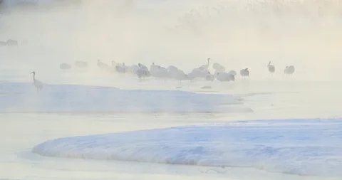 White bird Red-crowned crane, Grus japonensis, with snow storm and morning fog. Stock Footage 86596380