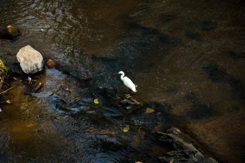 White bird on the river Stock Photos