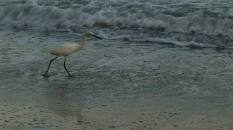 White bird at shore win Mexico Vídeos de archivo 574601
